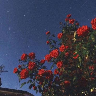 BOB最新版本下载